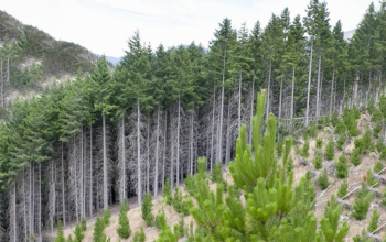 Have your say: Learning outcomes for new Forestry Earthworks micro-credentials