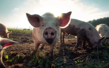 Have your say on new Pork skill standards