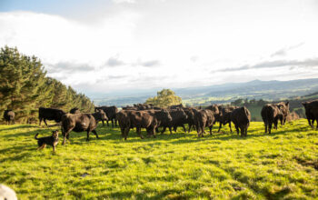 Review confirms livestock qualifications meet industry needs