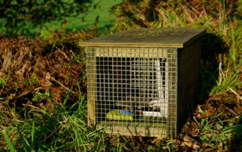 Have your say on new Pest Control skill standard