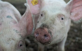 Have your say on new Pork skill standards (Level 5)