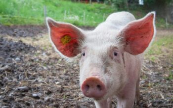 Have your say on new Pork skill standards (Level 3)
