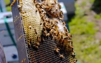 Update: Support leads to improvements for Apiculture providers