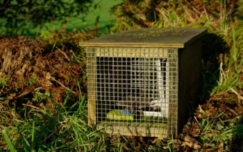 Have your say on new Pest Control skill standard