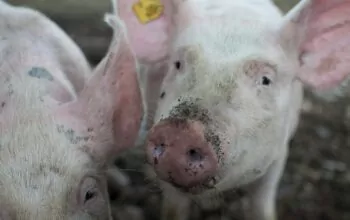 Have your say on new Pork skill standards (Level 5)