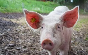Have your say on new Pork skill standards (Level 3)