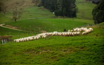 Have your say on the review of Wool Harvesting qualifications and standards